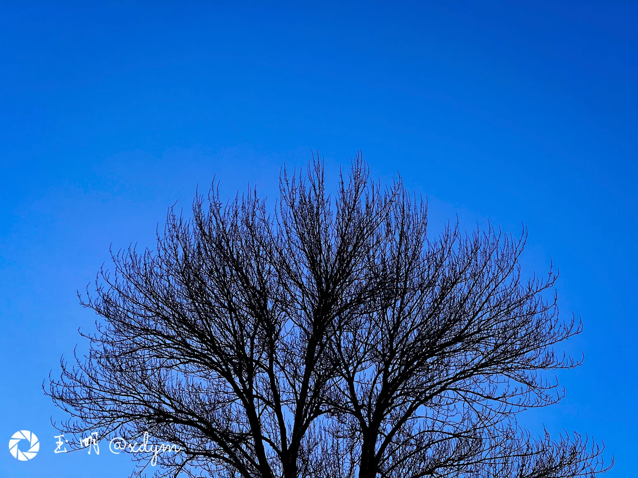 繁枝
